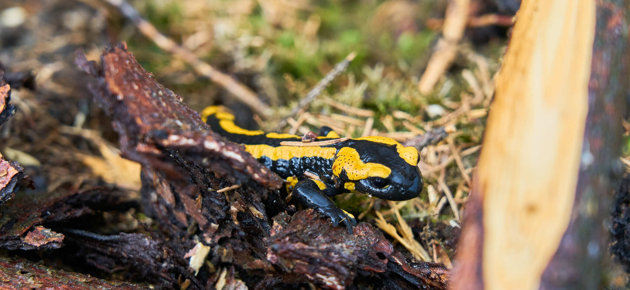 Feuersalamander im Harz | © Alexander Goebel 2021