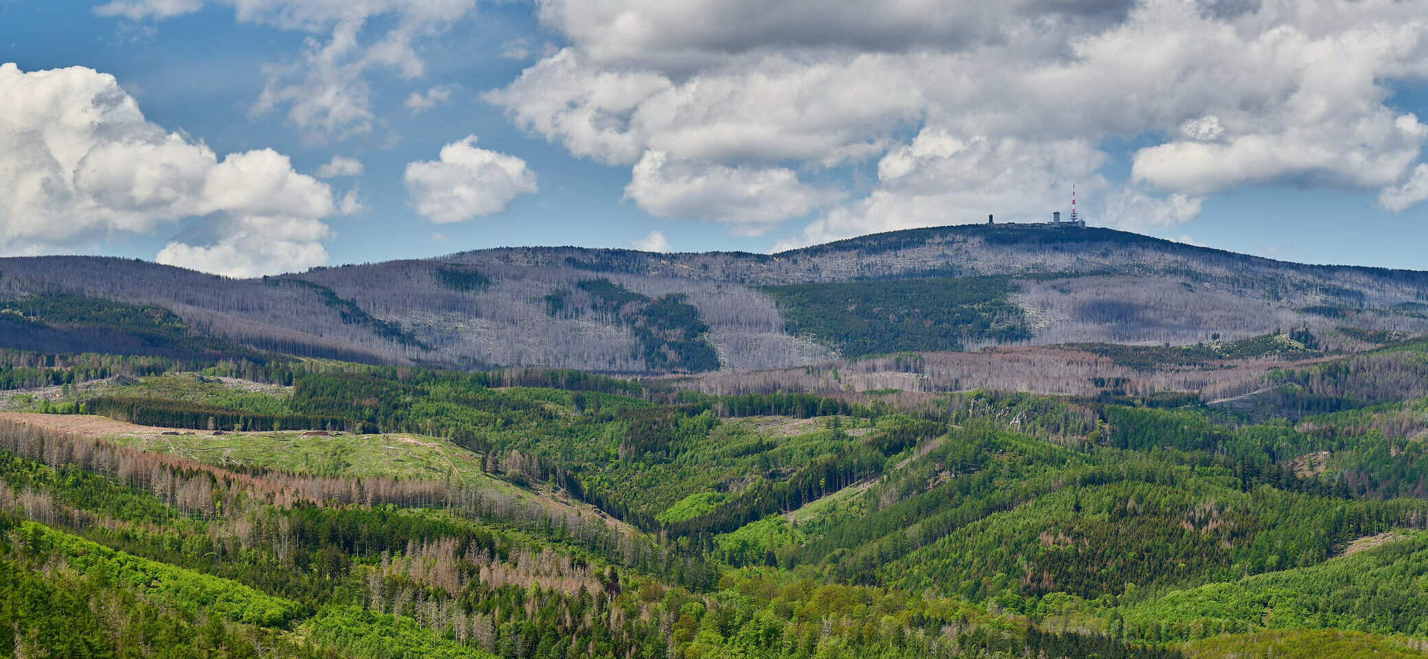 Waldschäden im Harz | © Alexander Goebel 2021