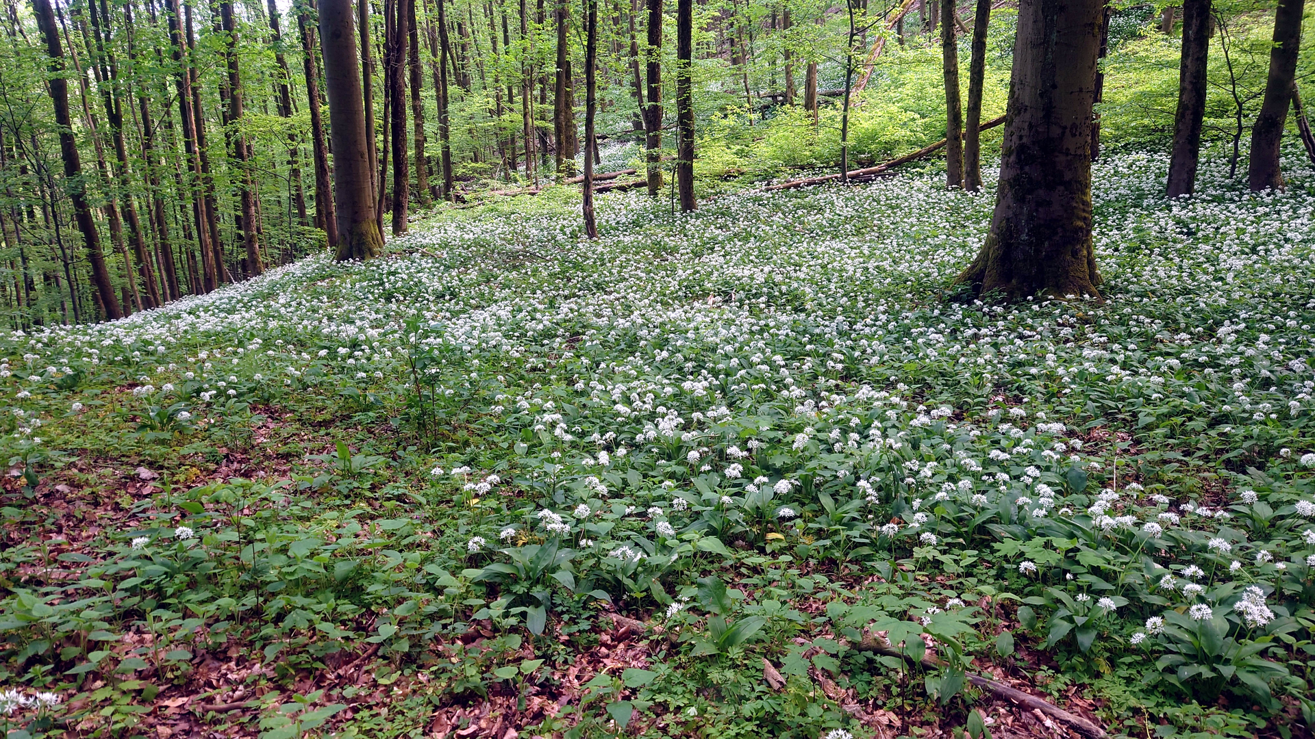 Bärlauch im Wald | © DAV Magdeburg