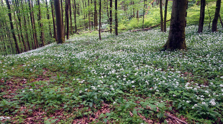 Bärlauch im Wald | © DAV Magdeburg