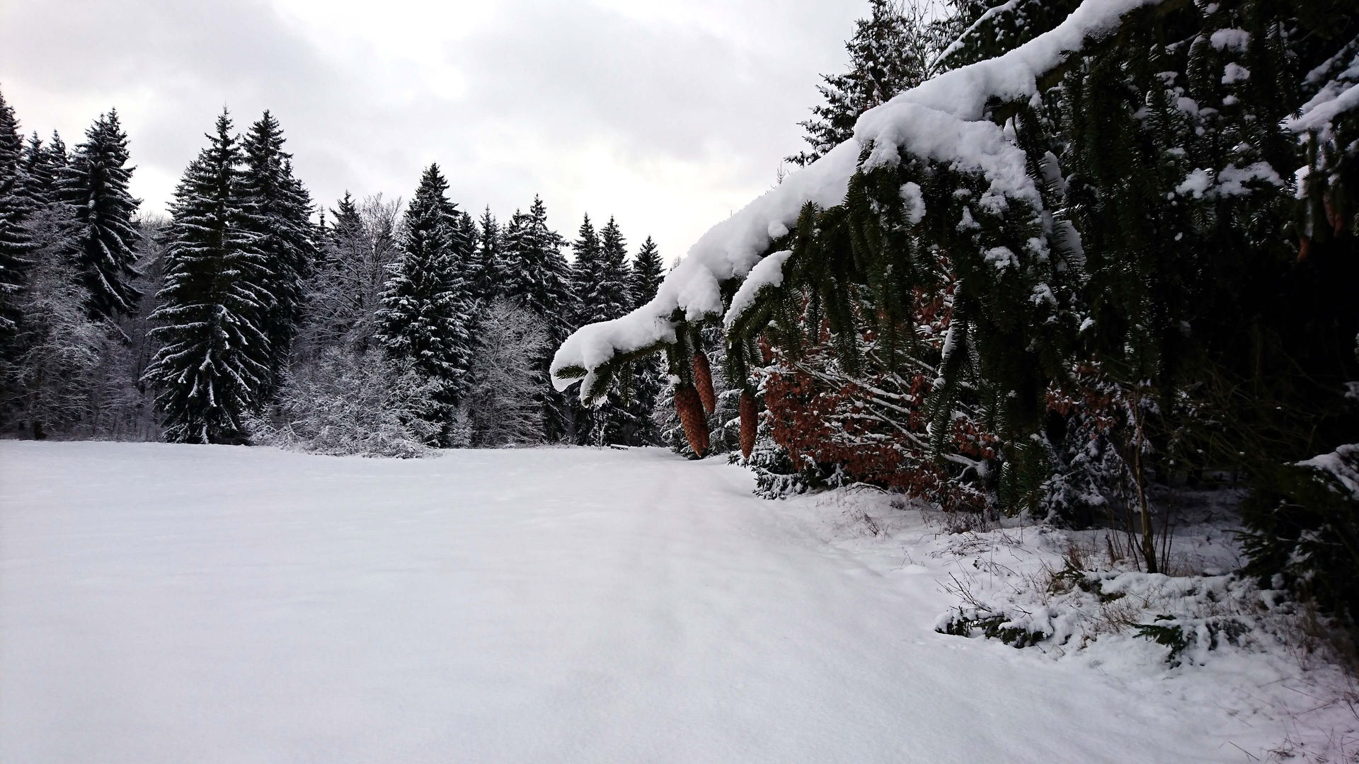 Wald im Winter | © DAV Sektion Magdeburg