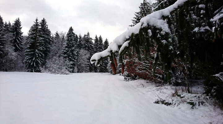 Wald im Winter | © DAV Sektion Magdeburg